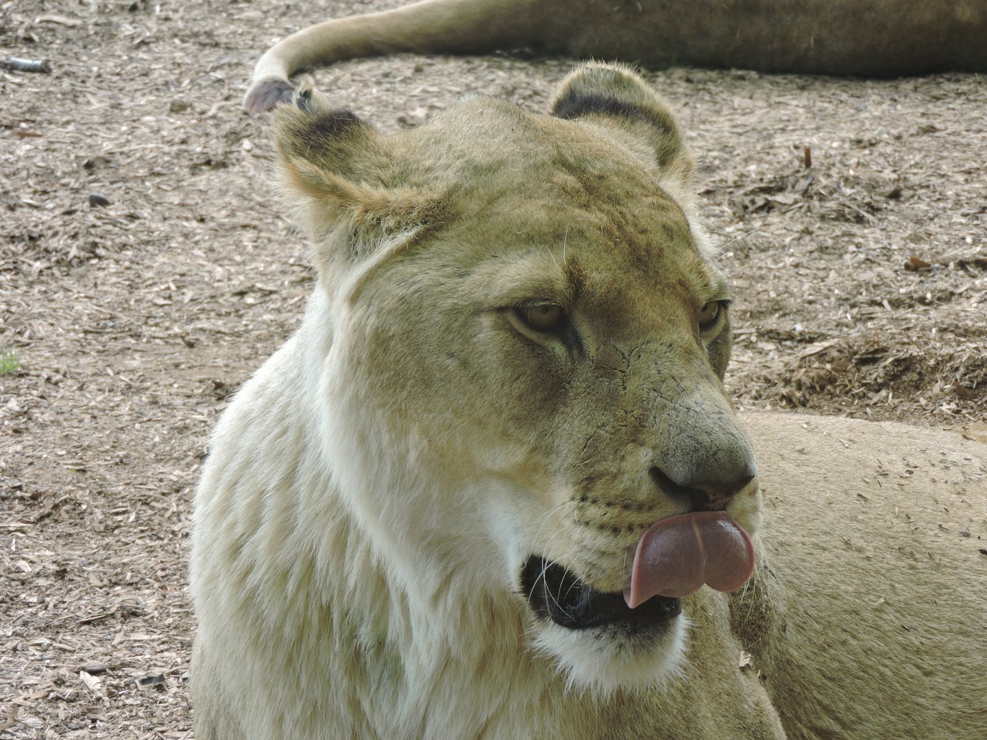 Lion licking its nose!
