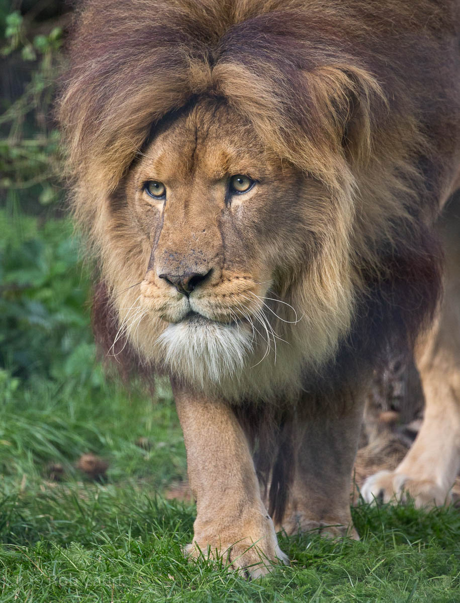 Lion : Linton : 19 Sep 2015