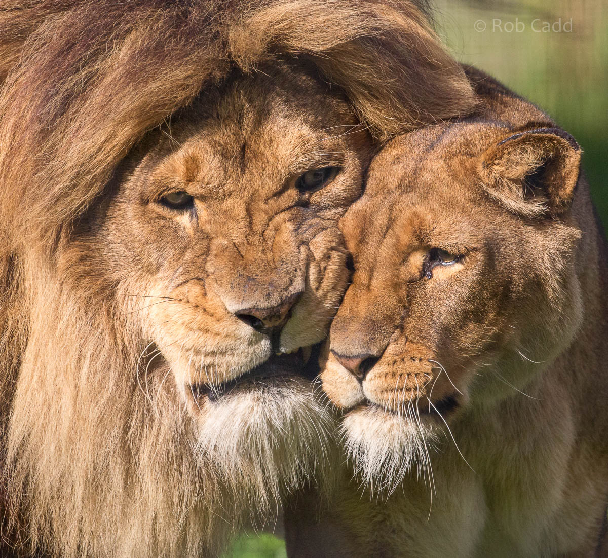 Lion : Linton : 19 Sep 2015