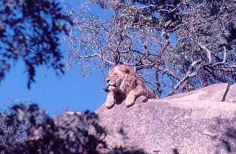 Lion - Lion and Cheetah Park, Zimbabwe