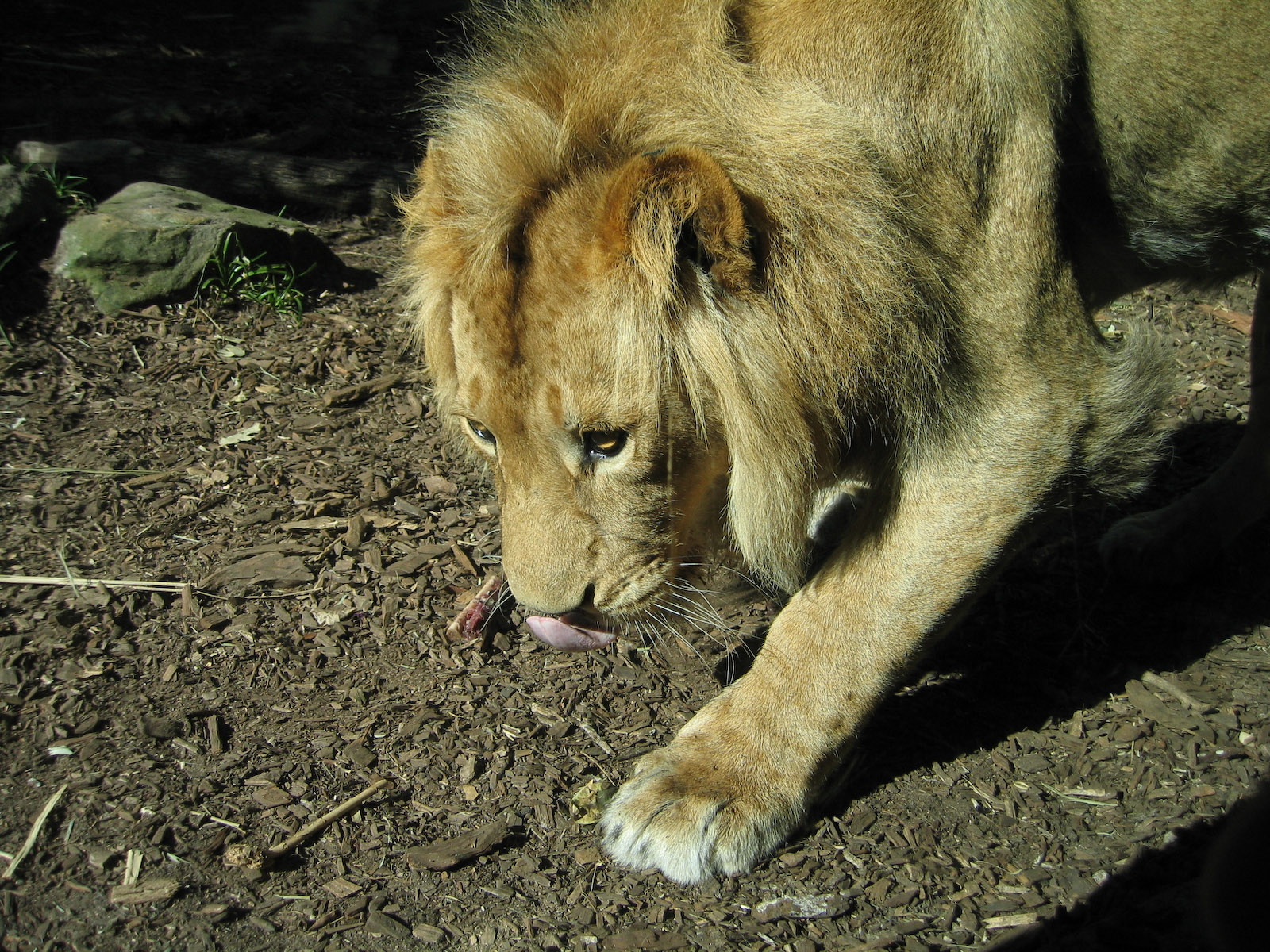 Lion lunch - Aug 2005