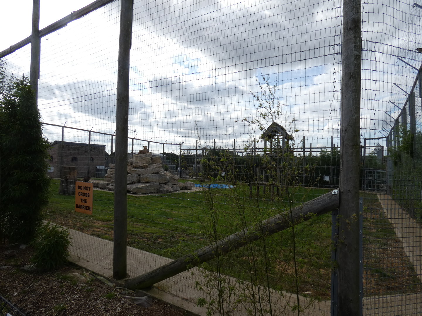 Lion (male and female) enclosure