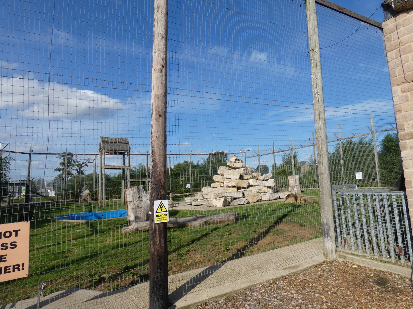 Lion (male and female) enclosure