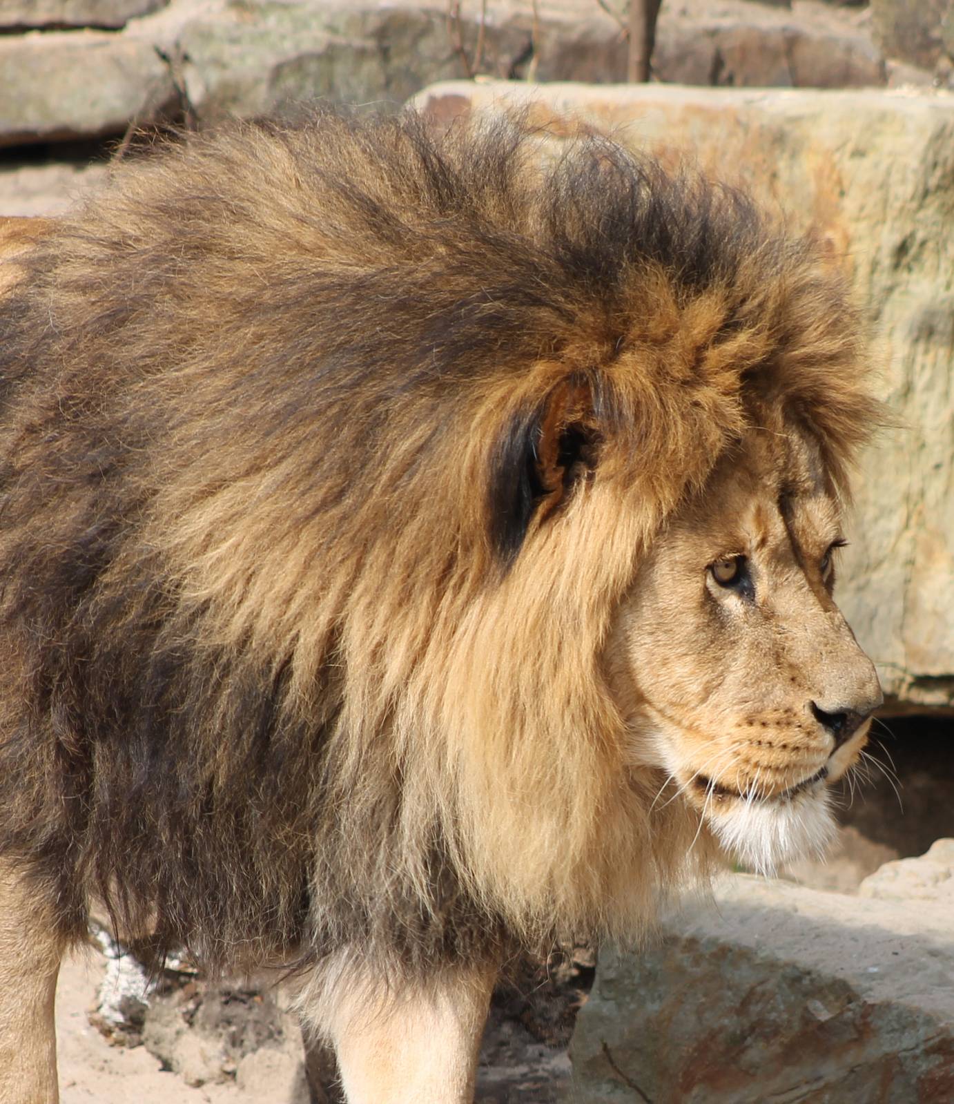 lion -male