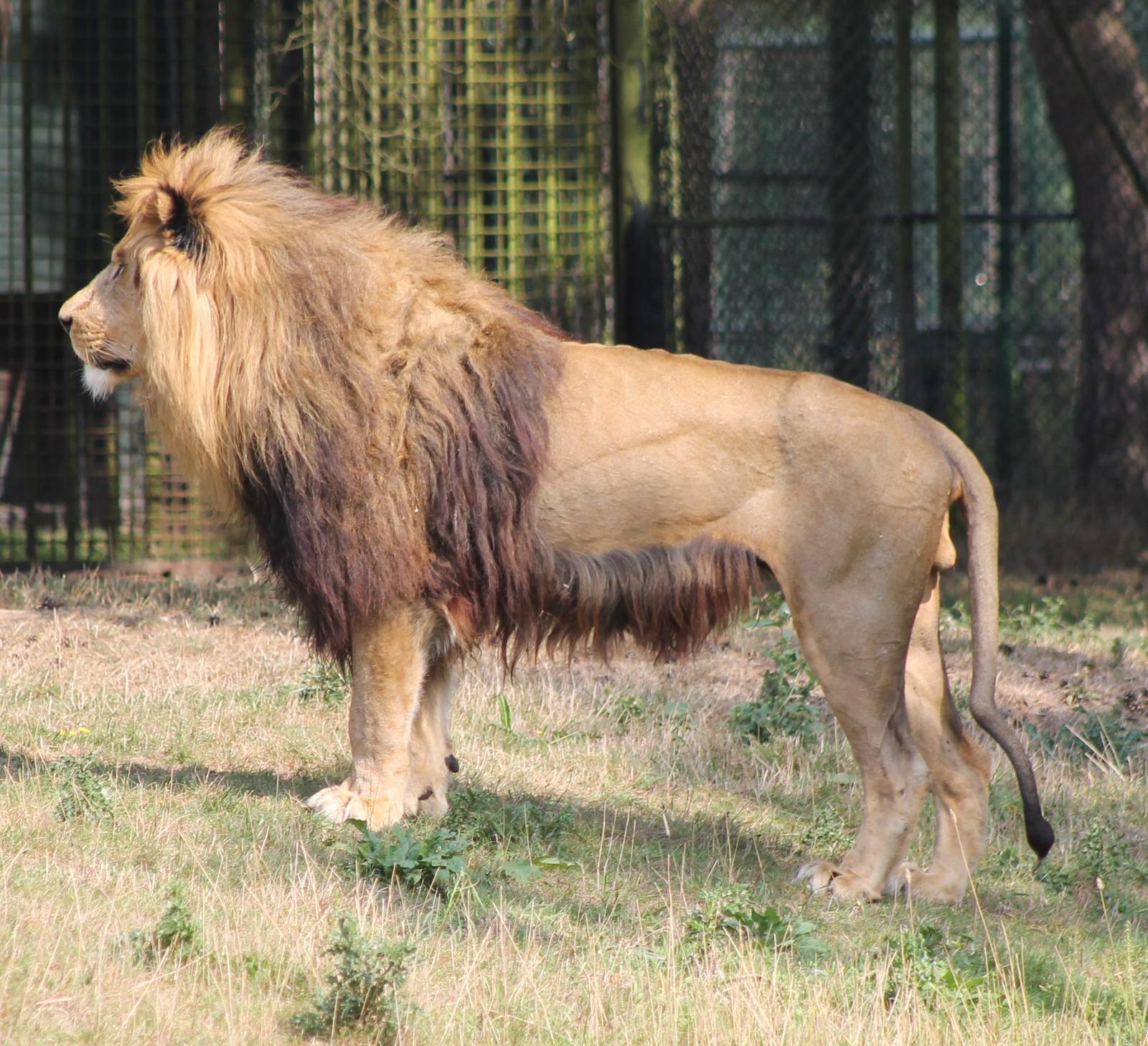 Lion male