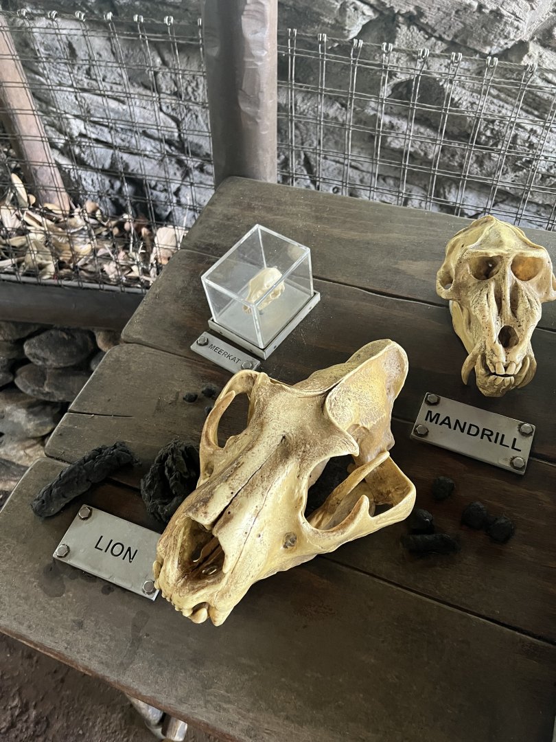 Lion, Mandrill, and Meerkat Skull Models