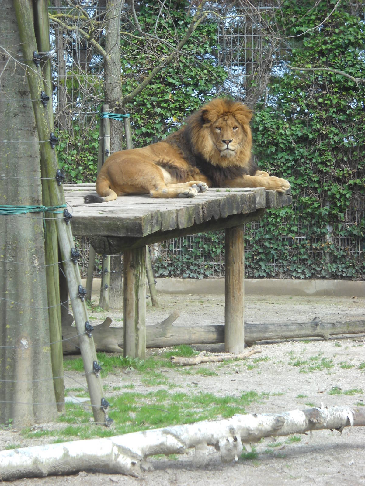 lion, march 2013