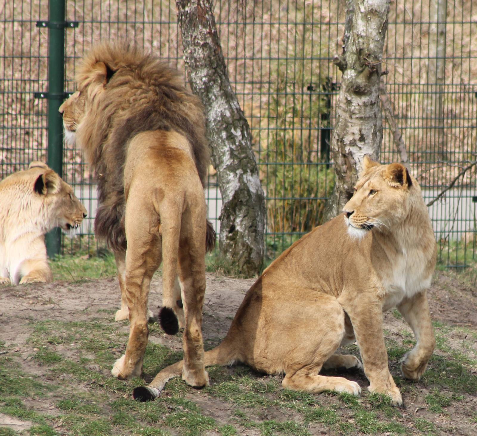 Lion-mating ---> finished