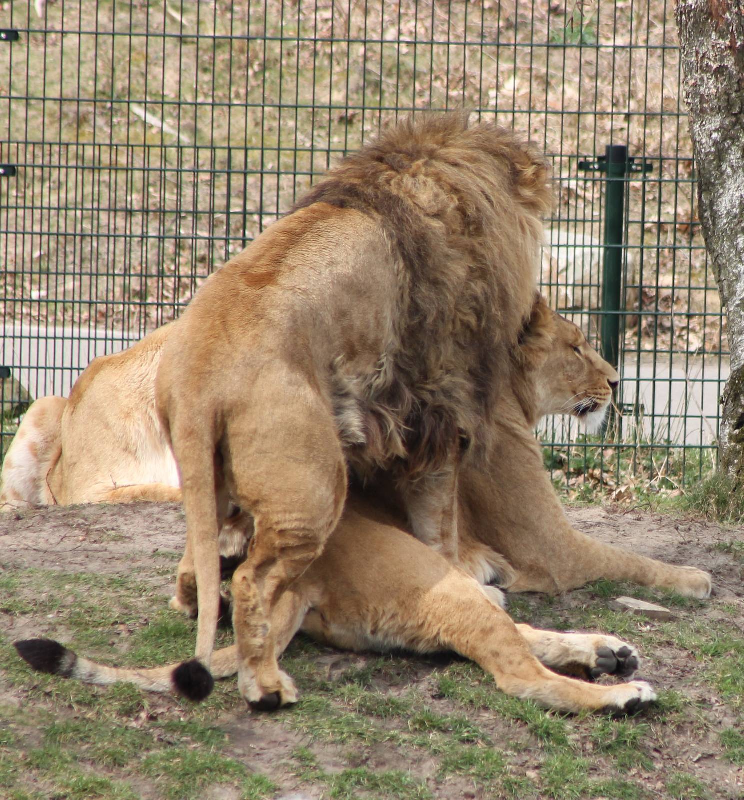Lion-mating ---> the start