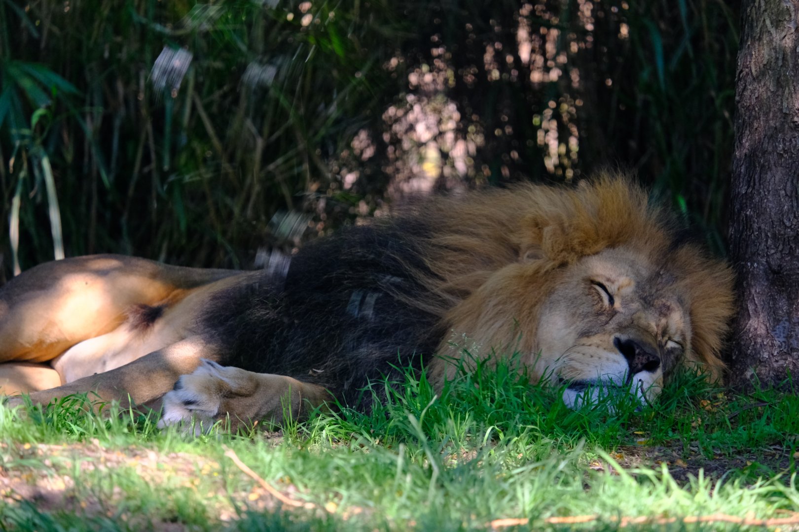 Lion - Melbourne Zoo