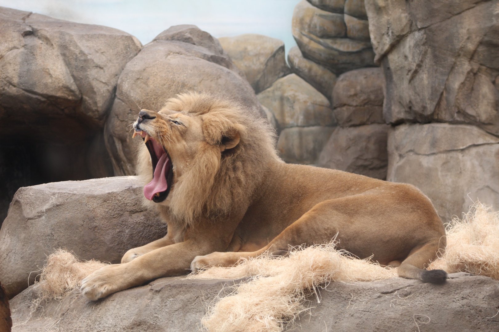 Lion Mid-Yawn