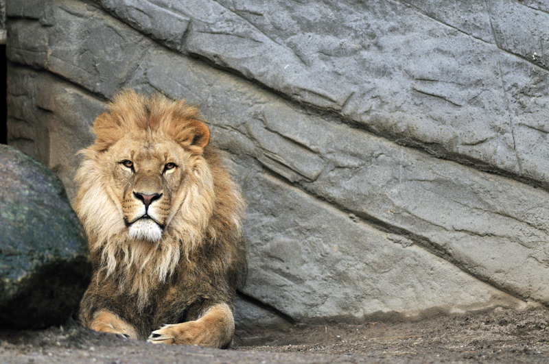 Lion Nawiri at Hagenbeck