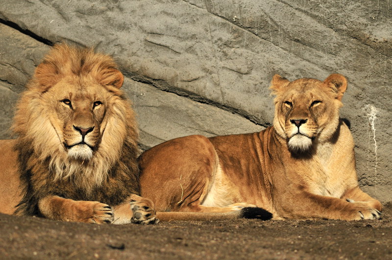 Lion Nawiri at Hagenbeck