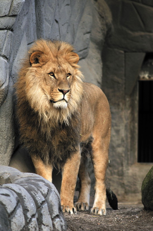 Lion Nawiri at Hagenbeck