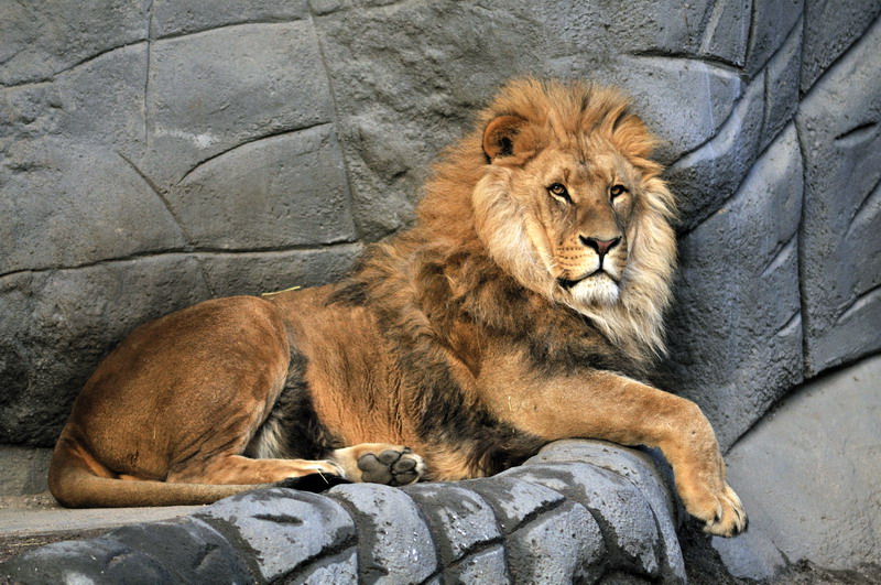 Lion Nawiri at Hagenbeck