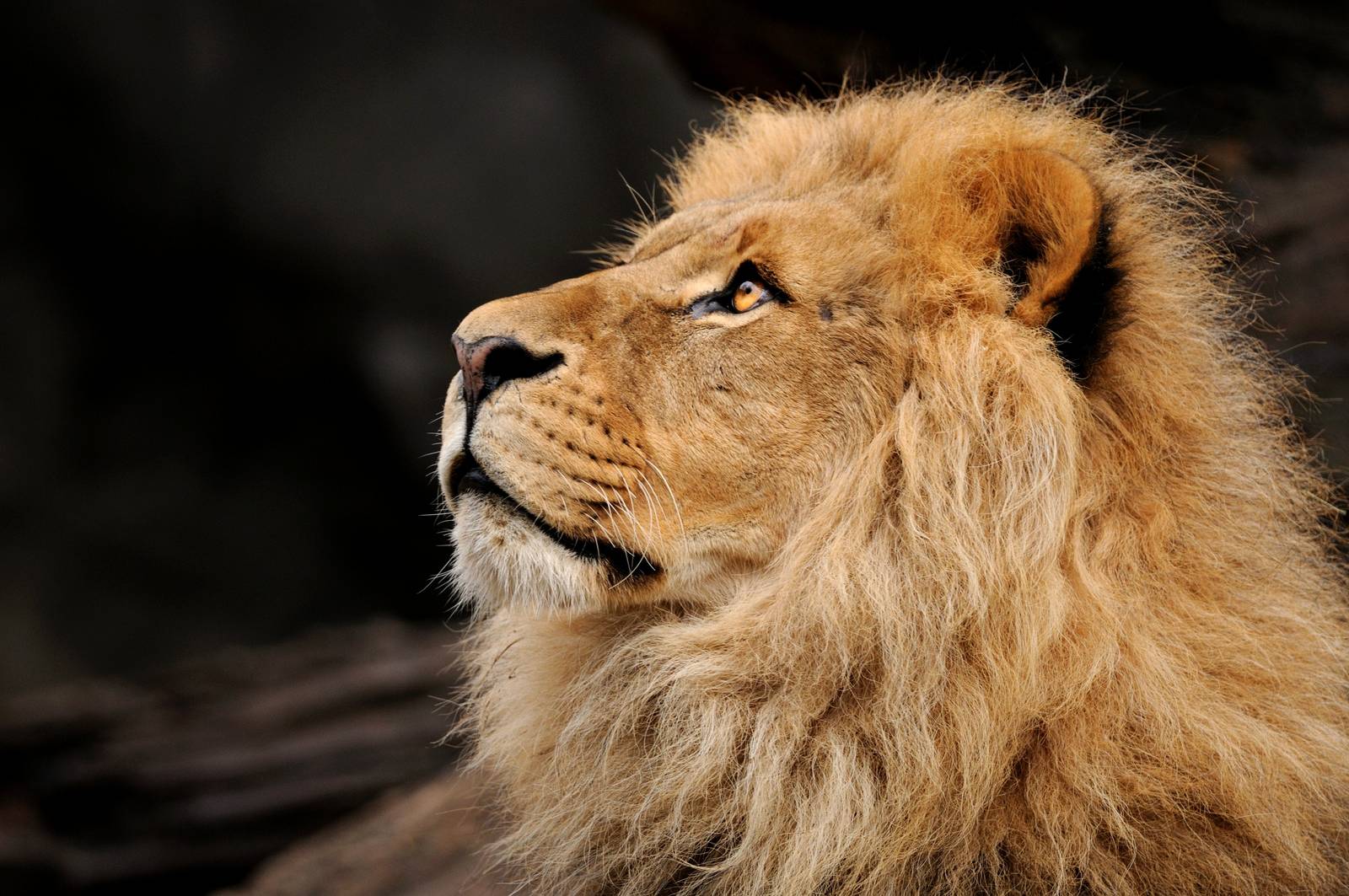 Lion Nawiri at Hamburg