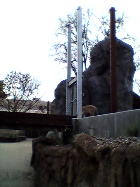 Lion near bridge