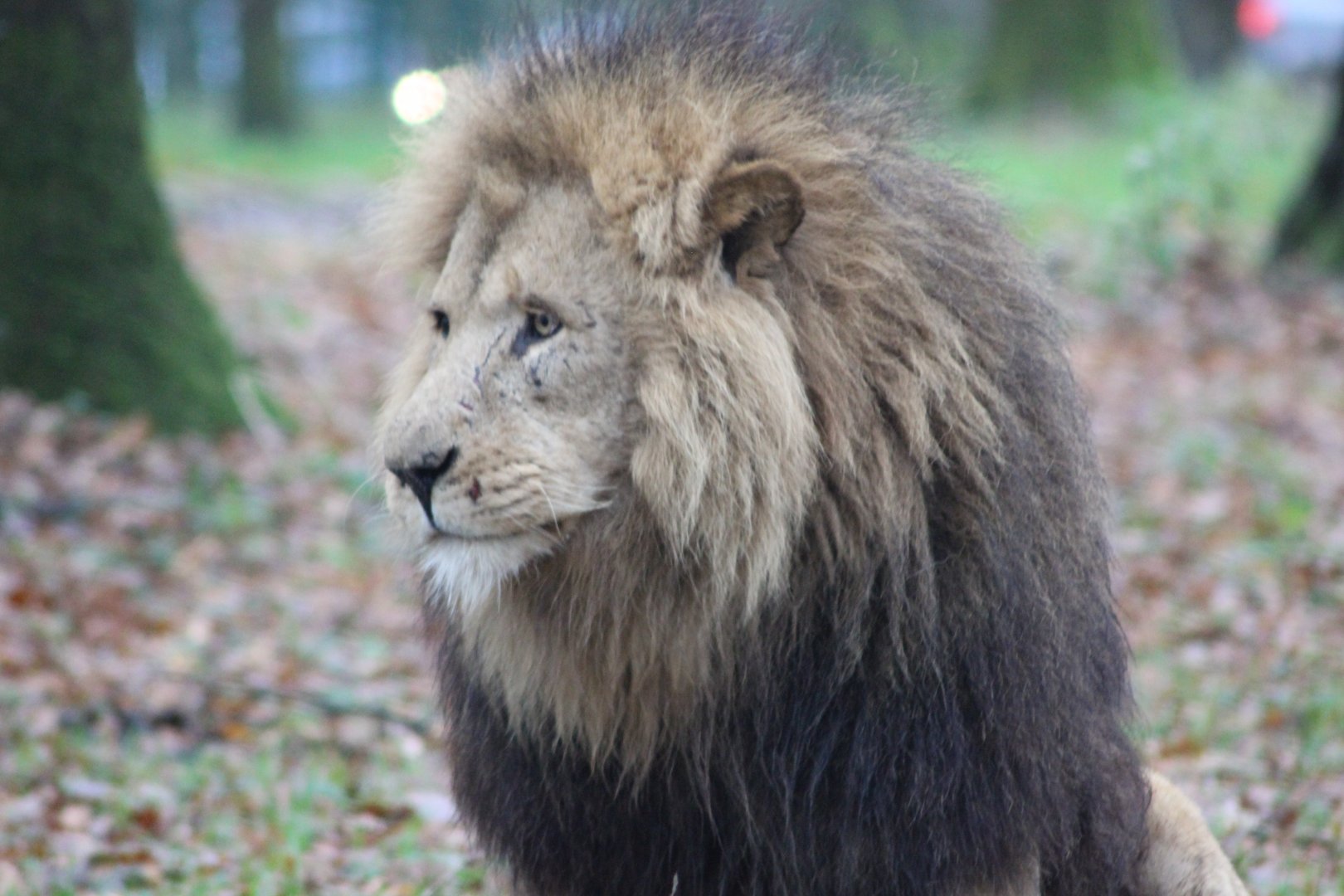Lion (no sub-species)