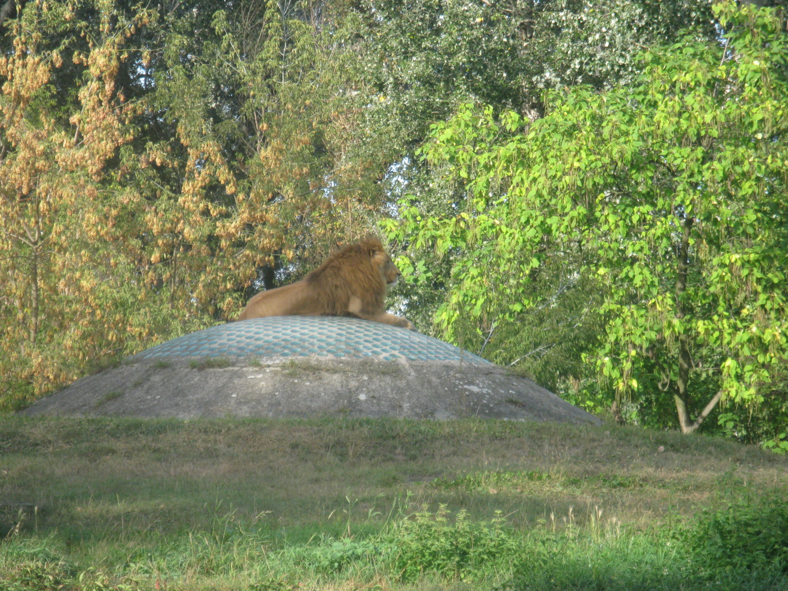 Lion Observer