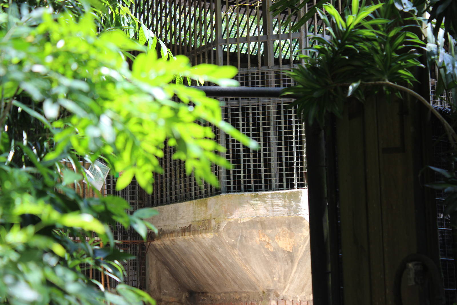 Lion Off Exhibit Area