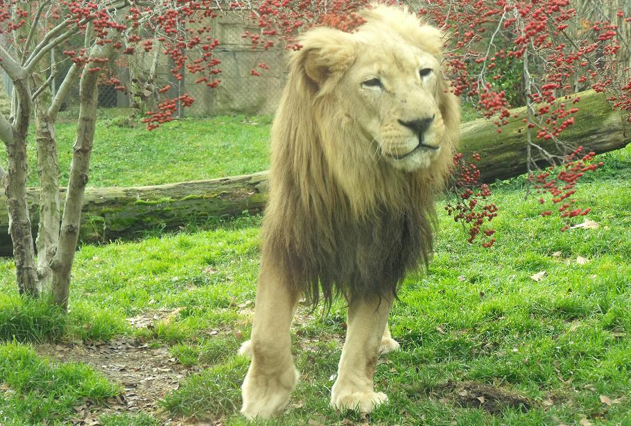 Lion - Old Male