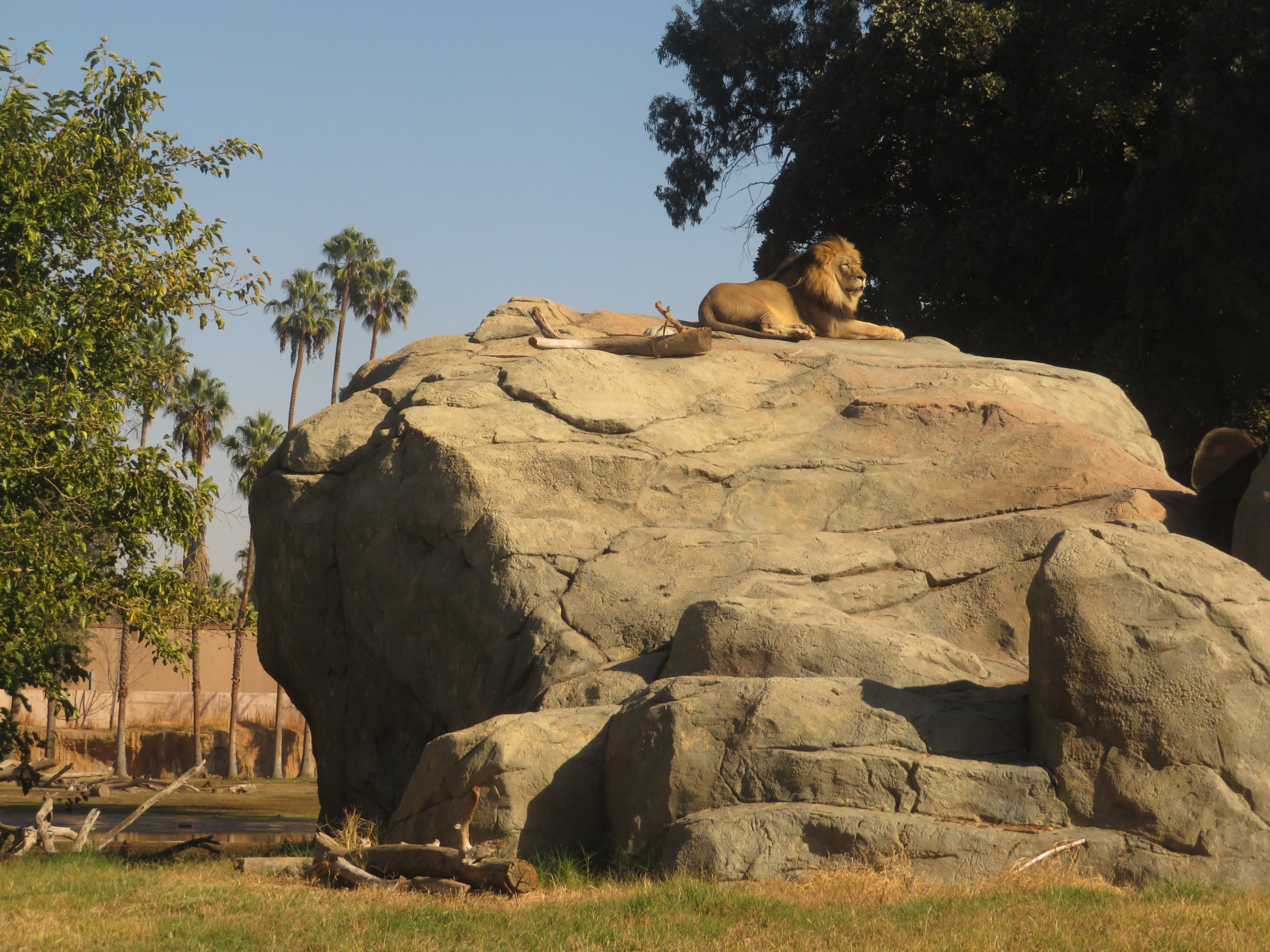 Lion on his Kopje Overlook