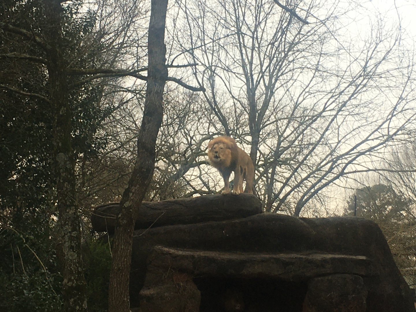 Lion on top of rock