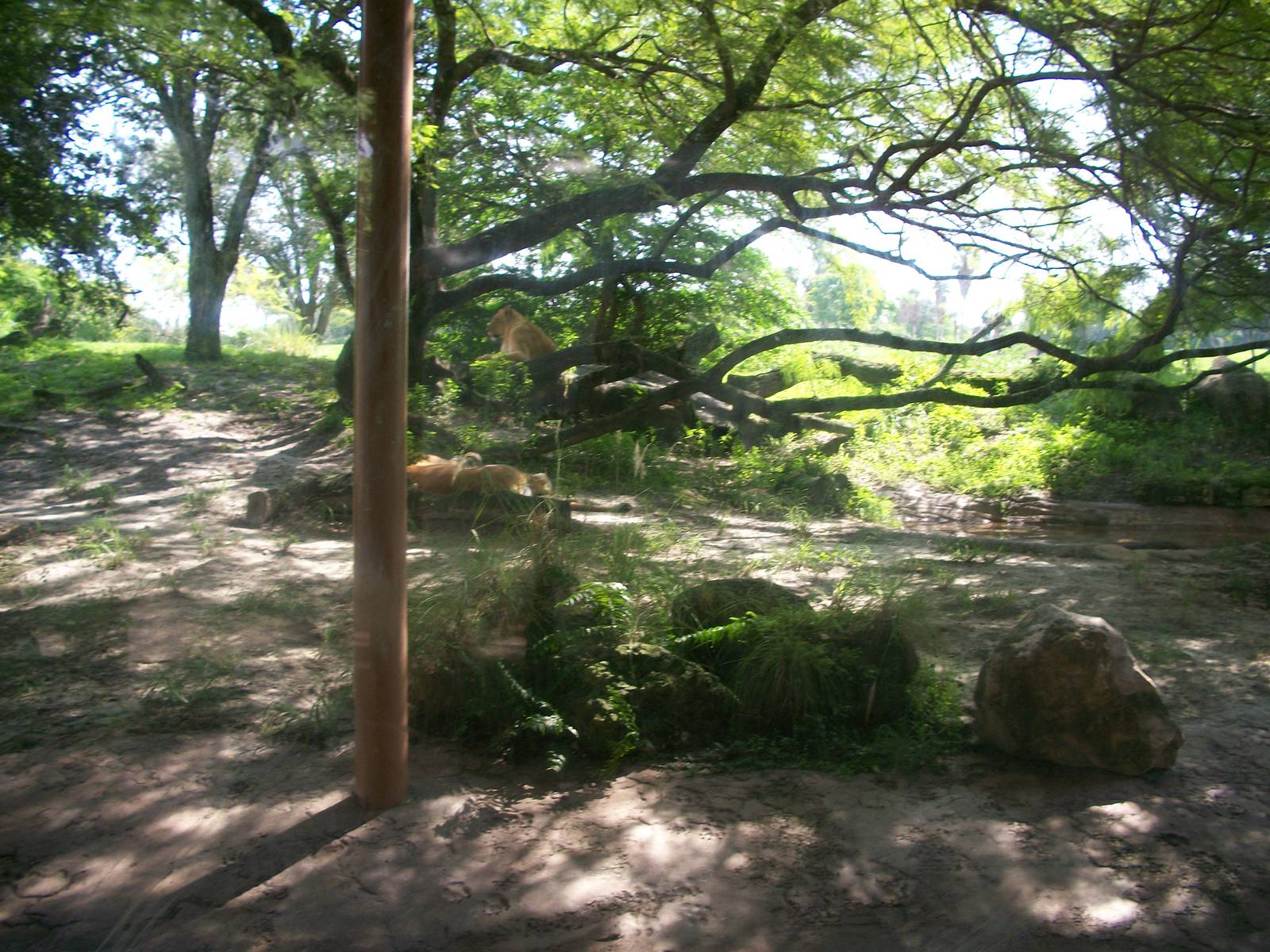 Lion or Hyena Exhibit