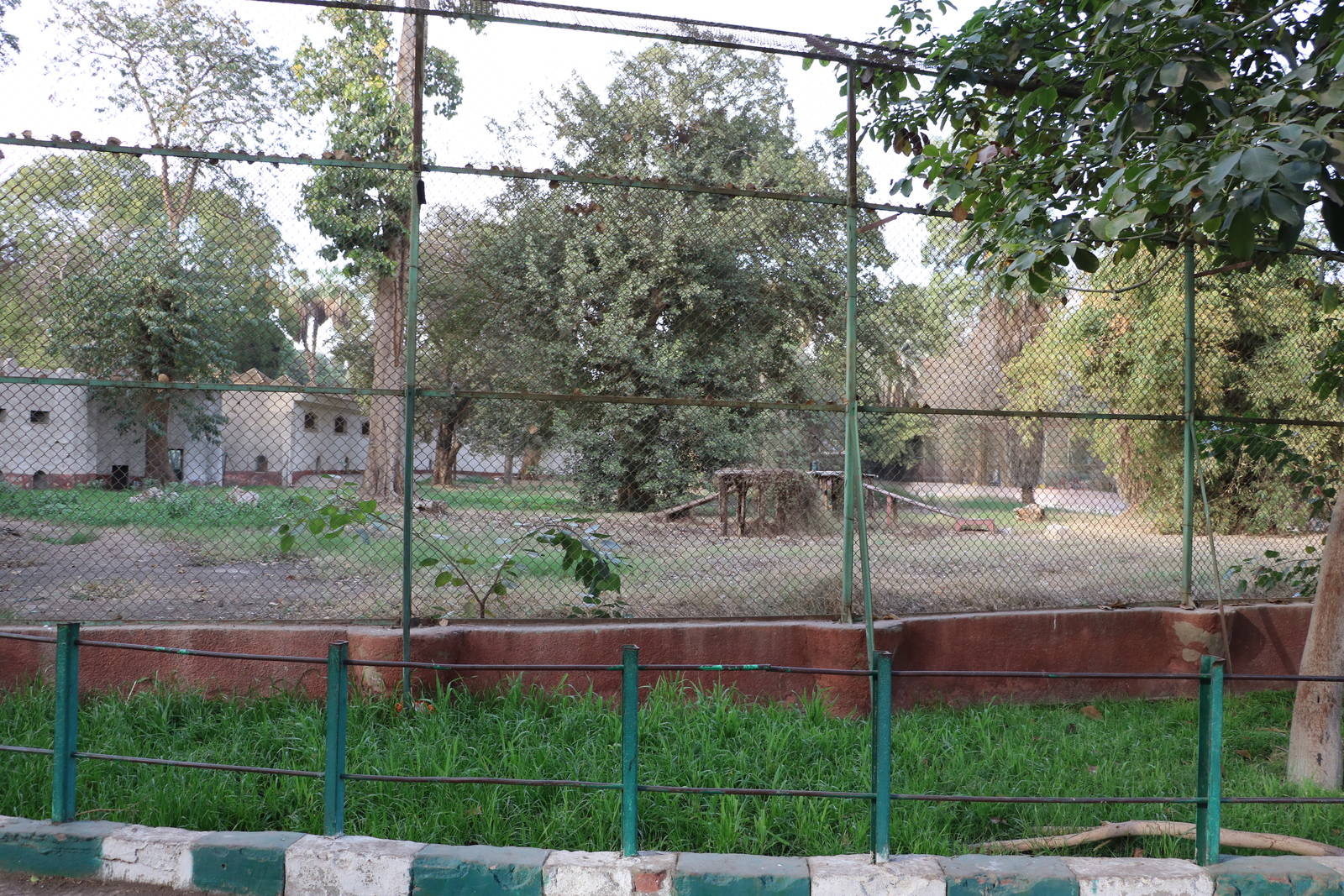 Lion outdoor enclosure, February 2016