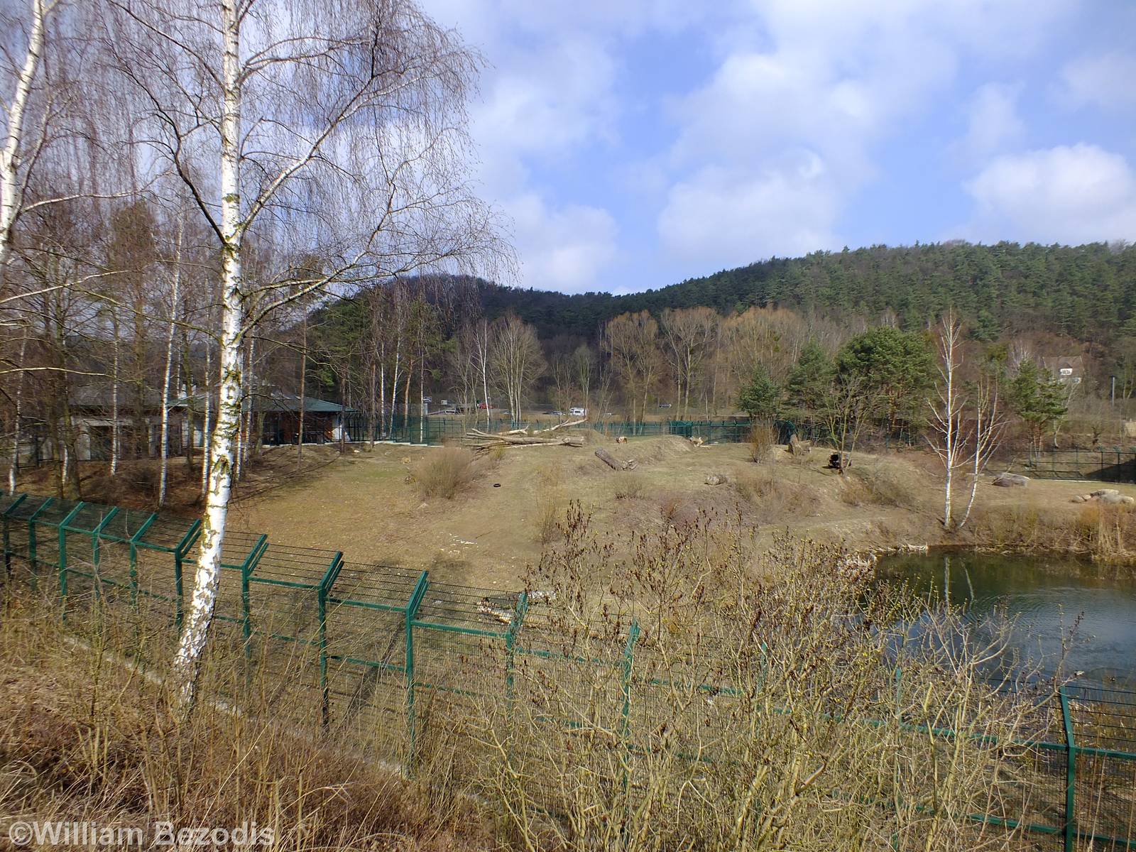 Lion Outdoor Enclosure