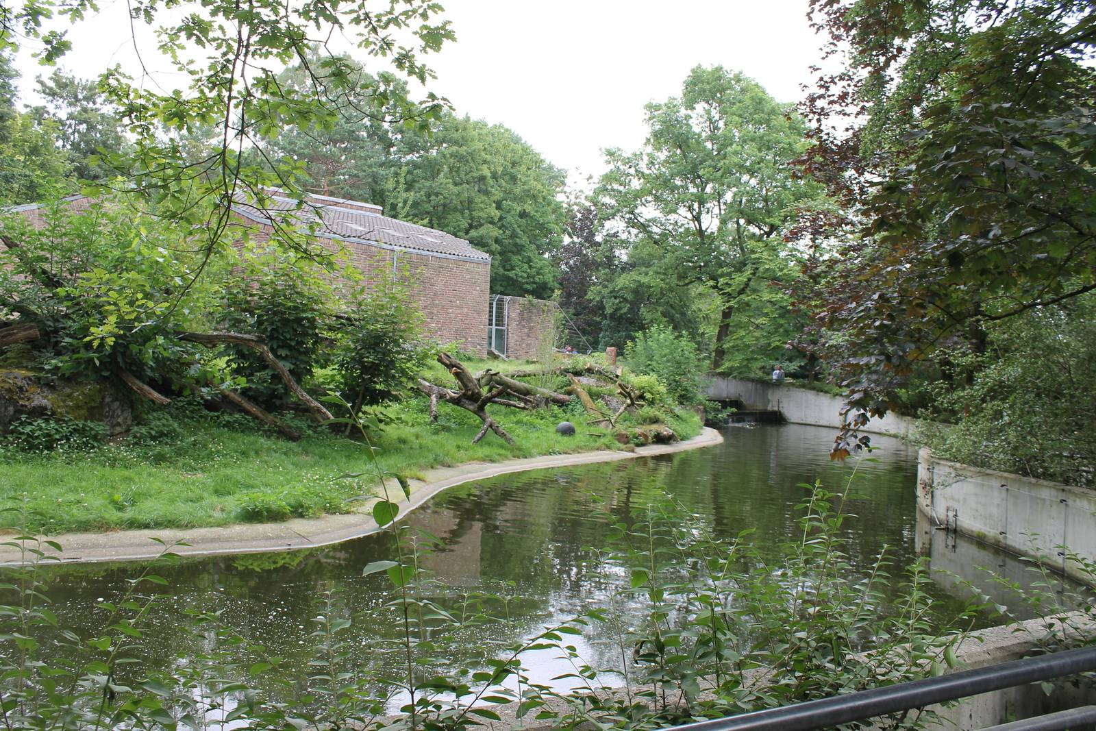 Lion outdoor enclosure