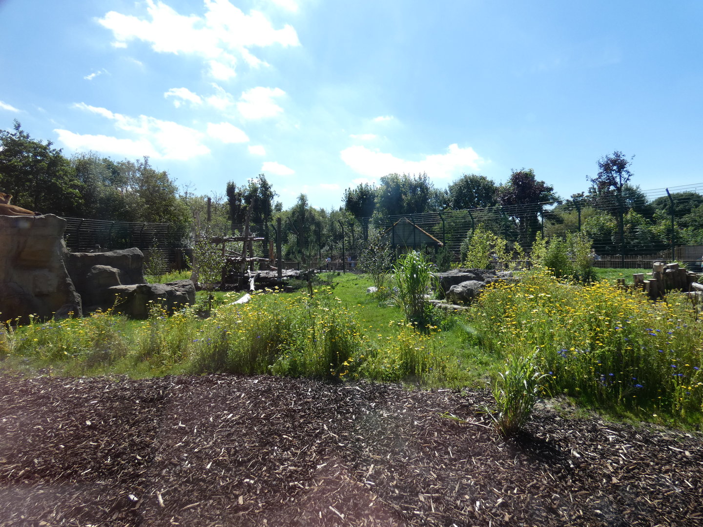 Lion outdoor enclosure