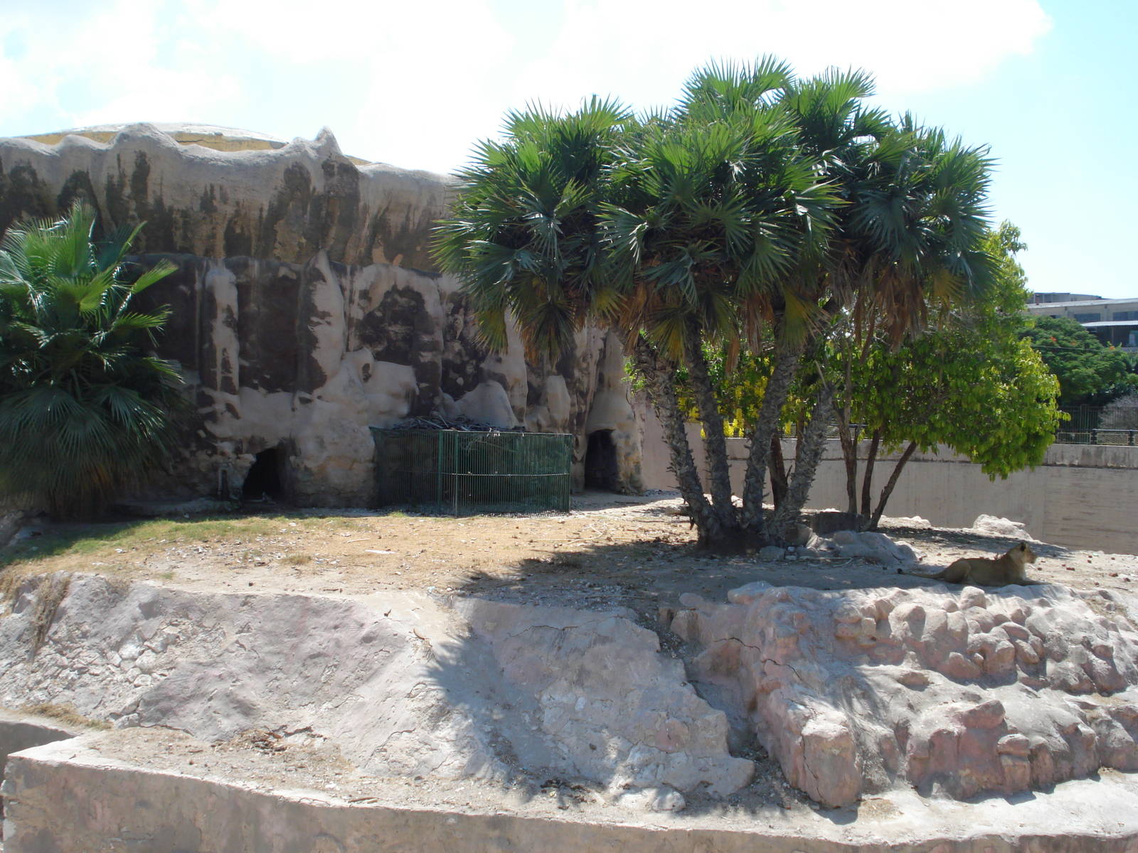 Lion outdoor enclosure