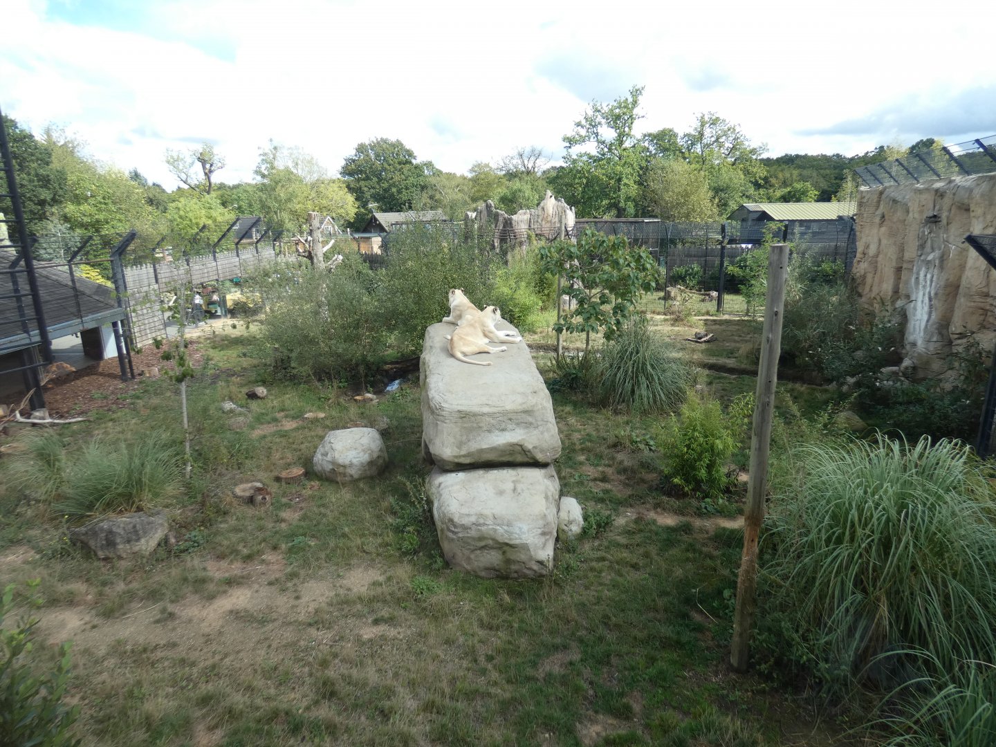 Lion outdoor enclosure