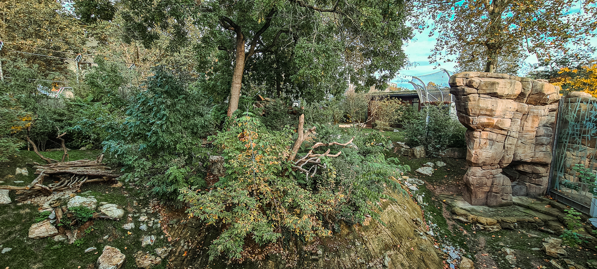 Lion outdoor enclosure