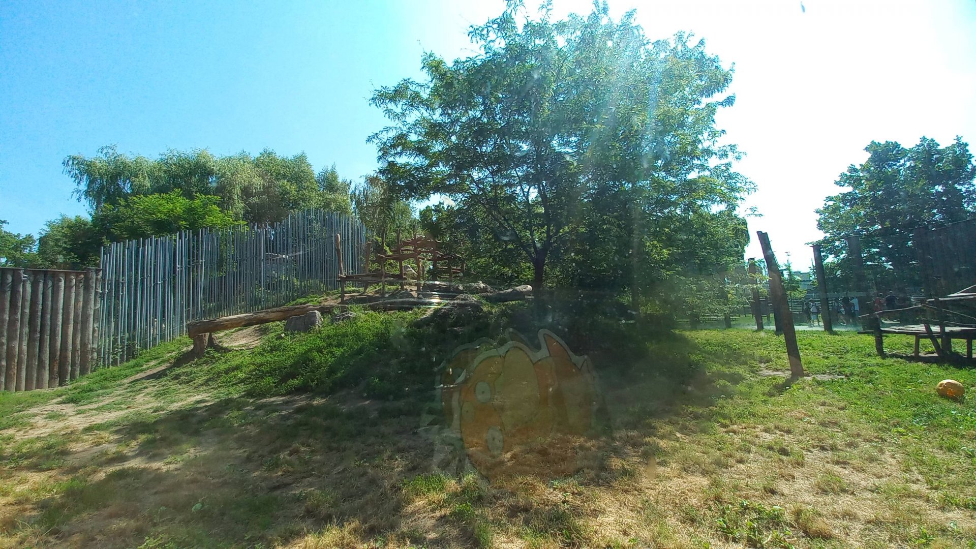 Lion - outdoor exhibit