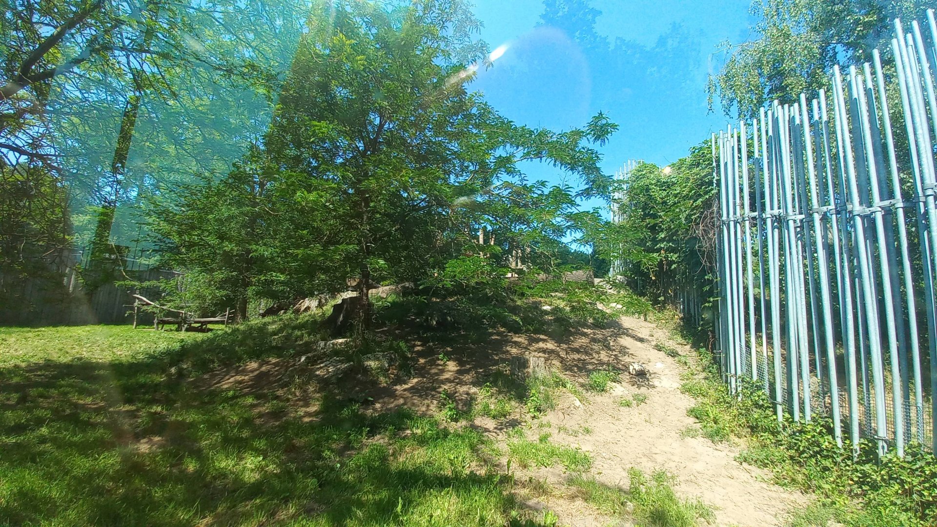 Lion - outdoor exhibit