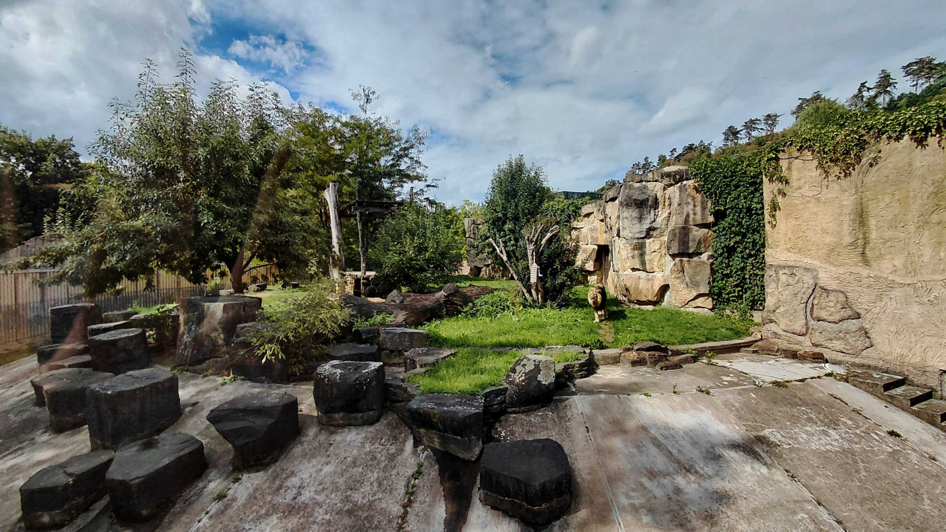 Lion outdoor exhibit