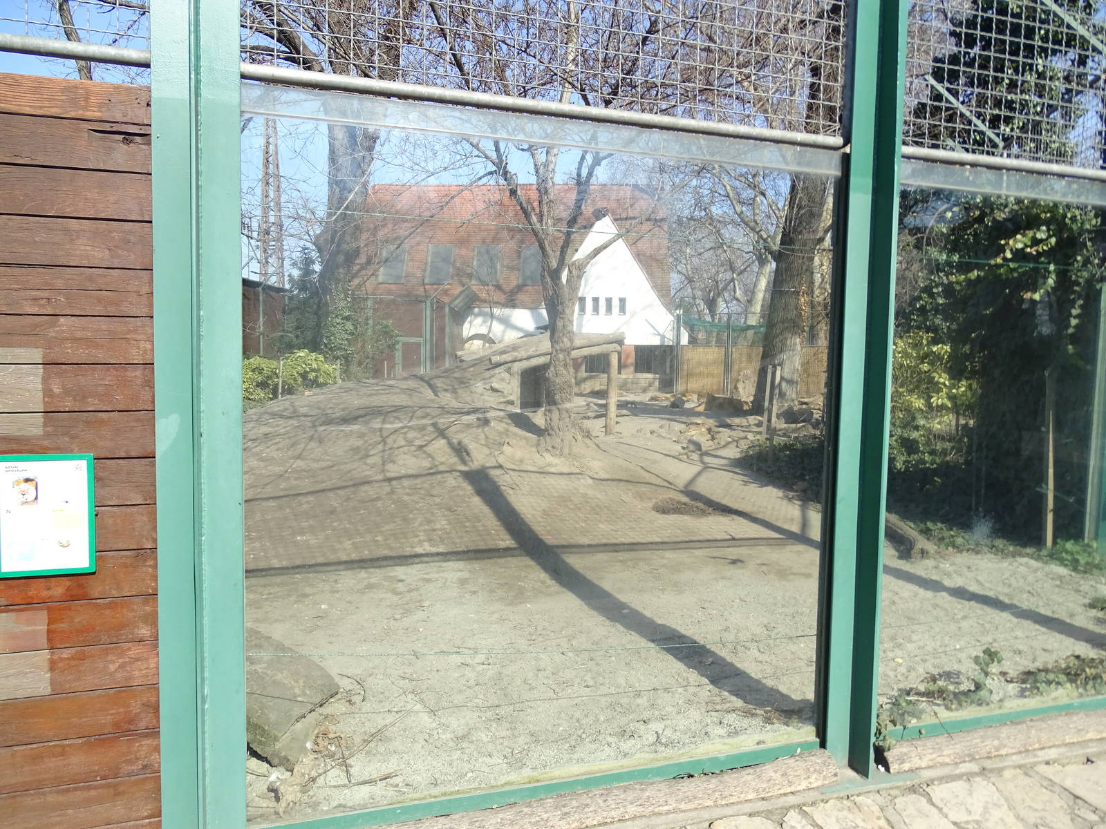 Lion outdoors enclosure