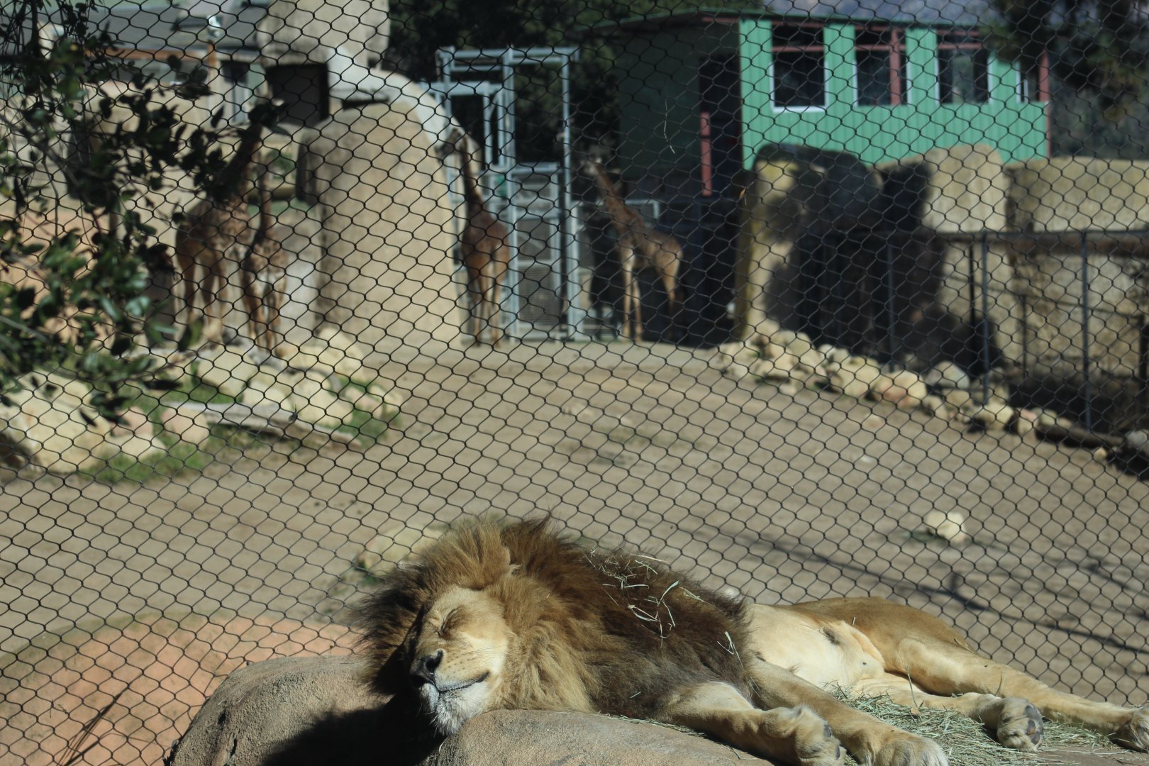 Lion Overlooking Giraffes