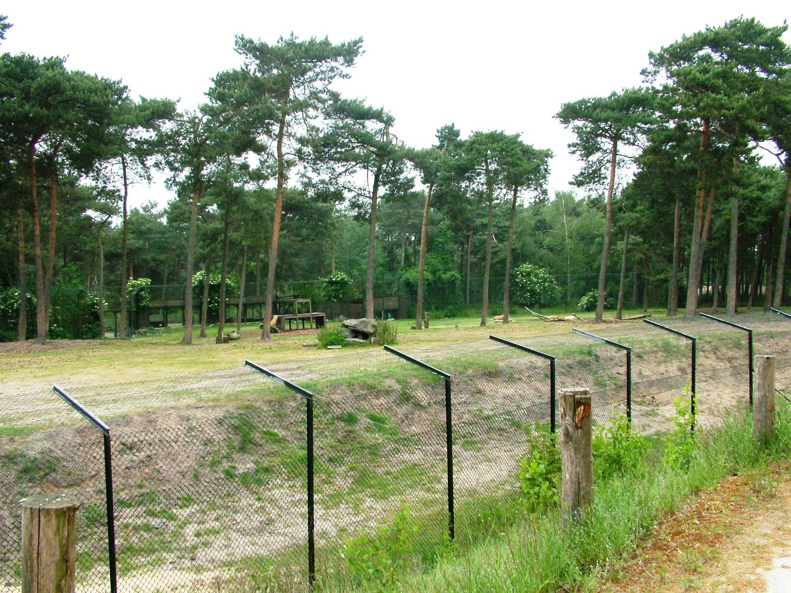 Lion Paddock at Beekse Bergen, 31/05/12