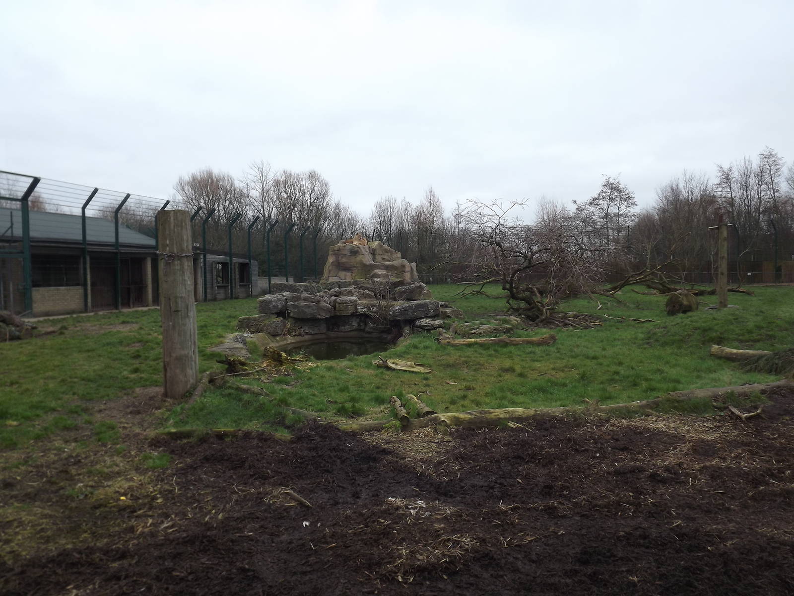 Lion paddock at Blackpool Zoo 26/02/12