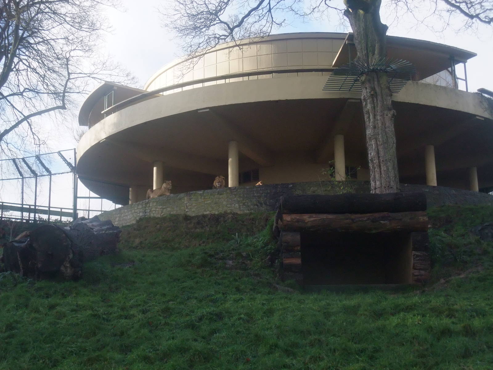 Lion Paddock at Dudley, 18/12/11