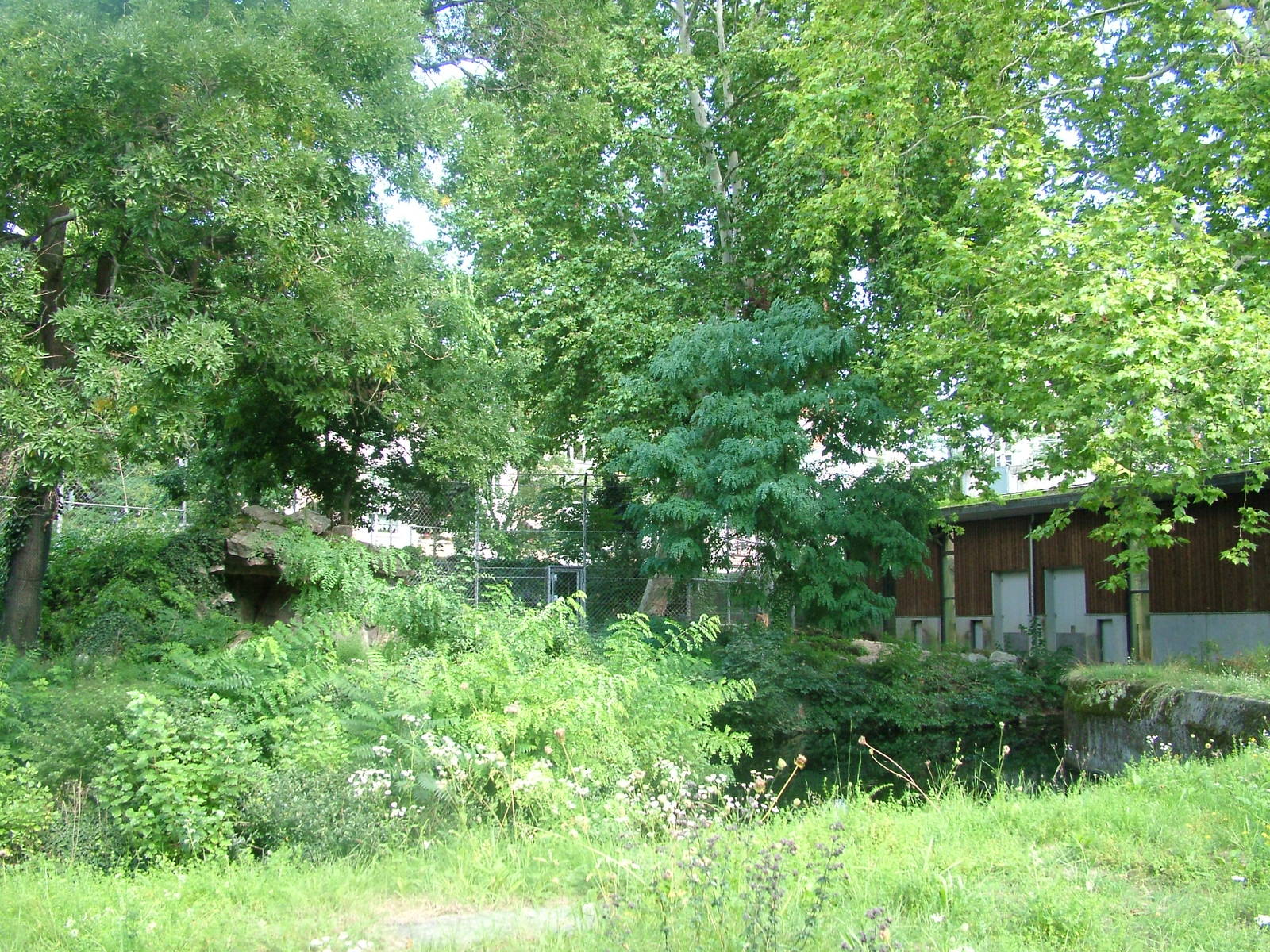 Lion Paddock at Frankfurt 31/08/10