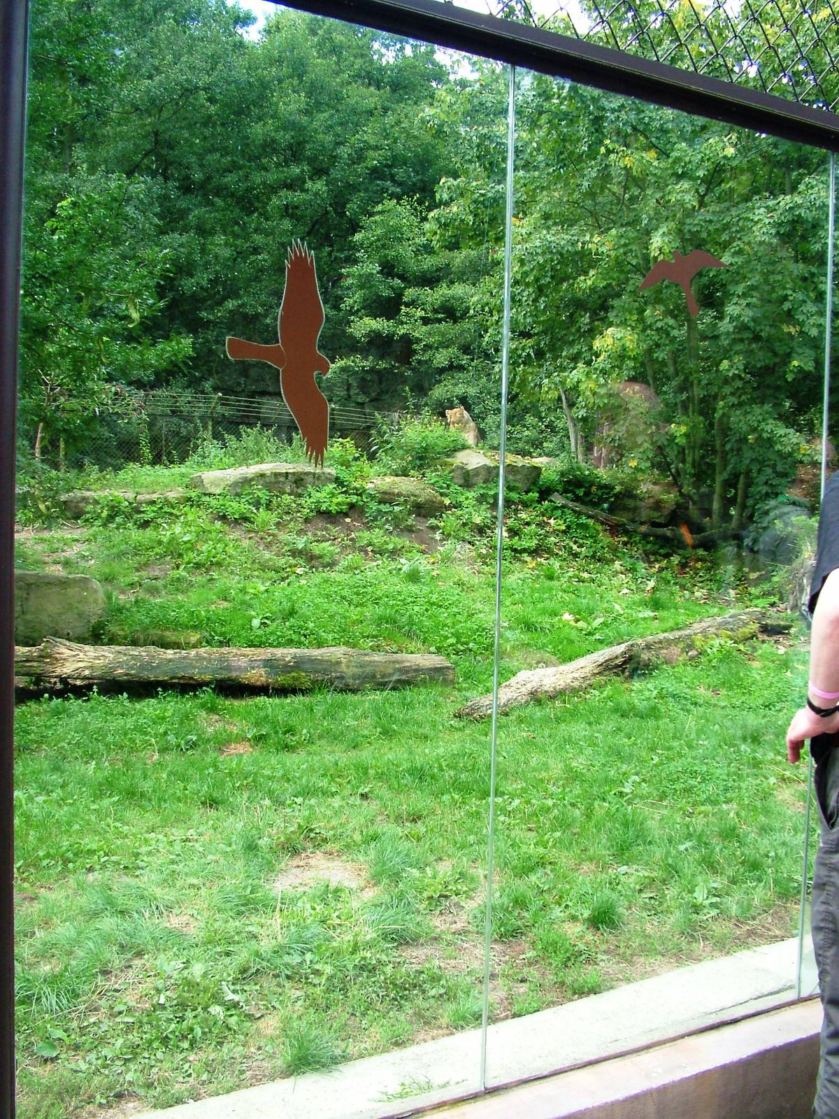 Lion Paddock Viewing at Dvur Kralove, 27/08/12