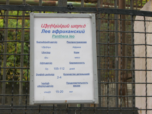 lion panel( Armenia ) Yerevan zoo