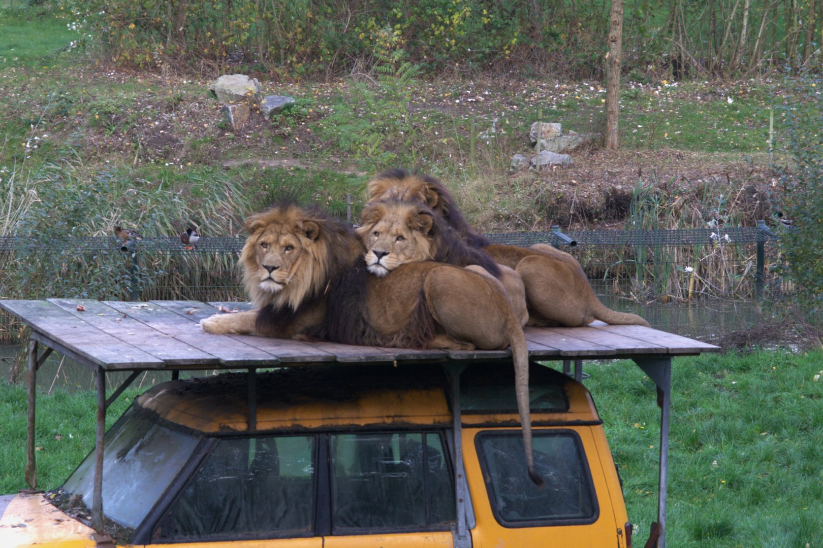 Lion (Panthera Leo), 02-11-25