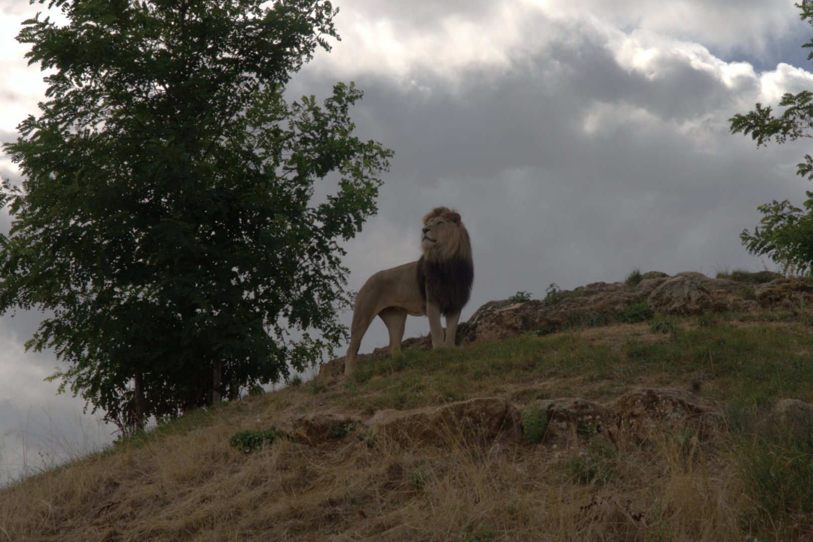 Lion (Panthera leo), 27-08-25