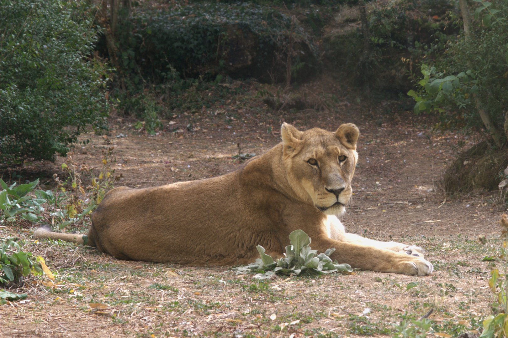 Lion (Panthera leo), 27-08-25