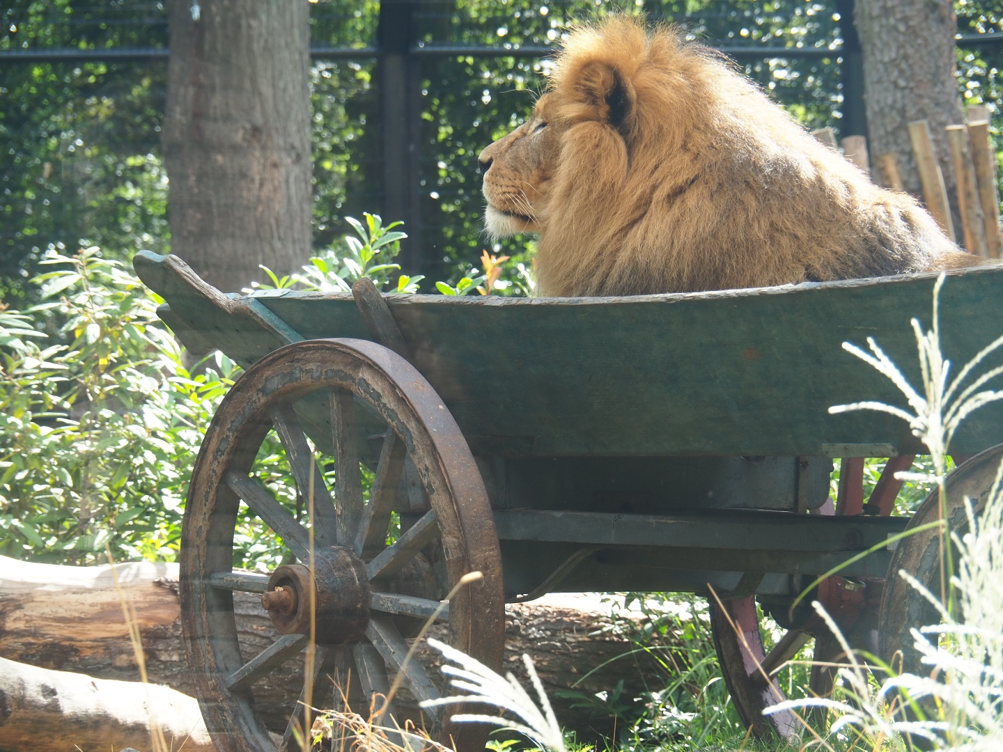 Lion (Panthera leo) Dukat in a carriage